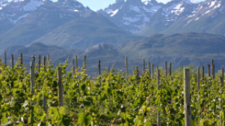 Viñas del Nant y Fall