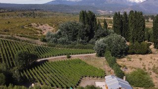 Viñas del Nant y Fall