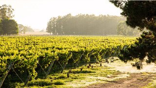Bodega Trapiche Costa & Pampa