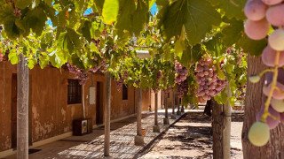 Bodega y Casa de Huéspedes Chañarmuyo